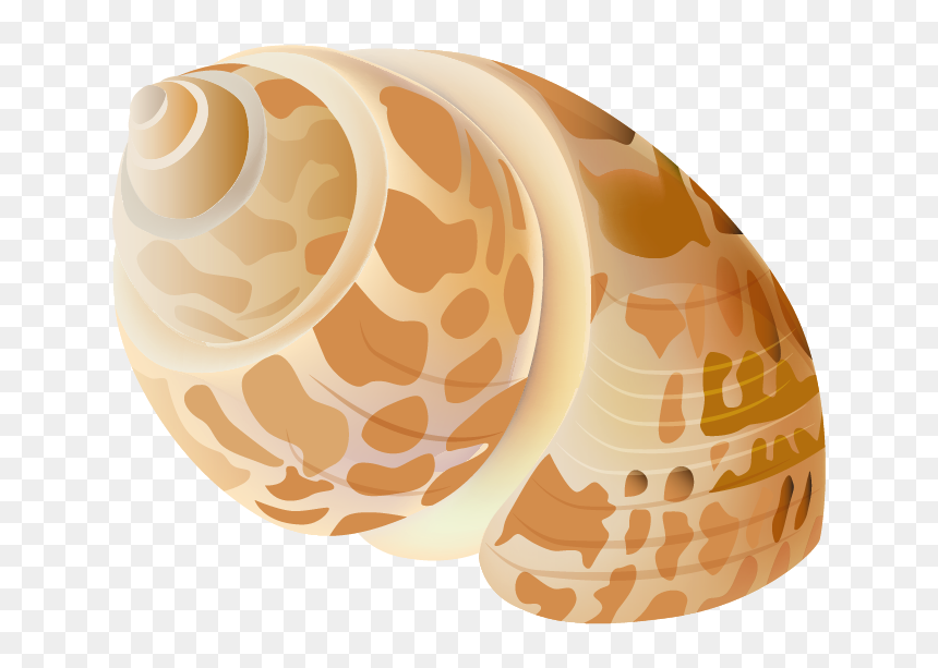 2 Photos - Transparent Background Free Sea Shell Clip Art, HD Png Download - star fish png
