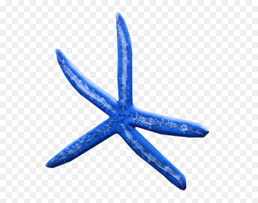 Starfish, HD Png Download - star fish png