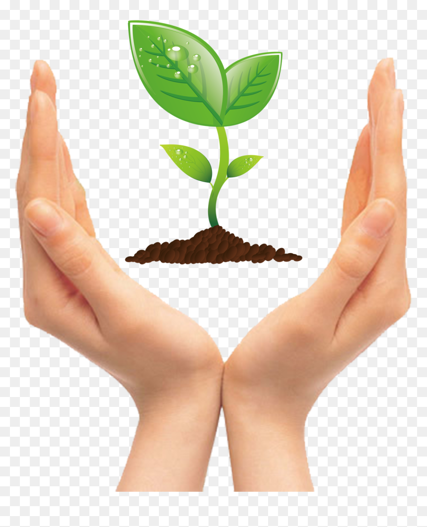 Tree Seedling Clip Art - Hand Holding A Tree Clipart, HD Png Download - seedling png
