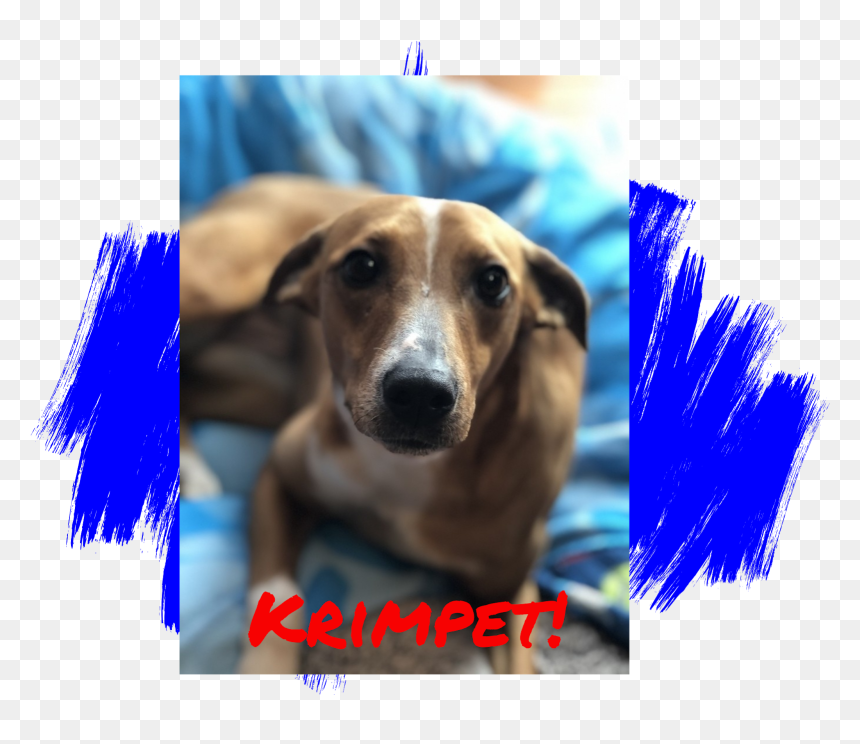 Dogs - Dog, HD Png Download - dog paws png