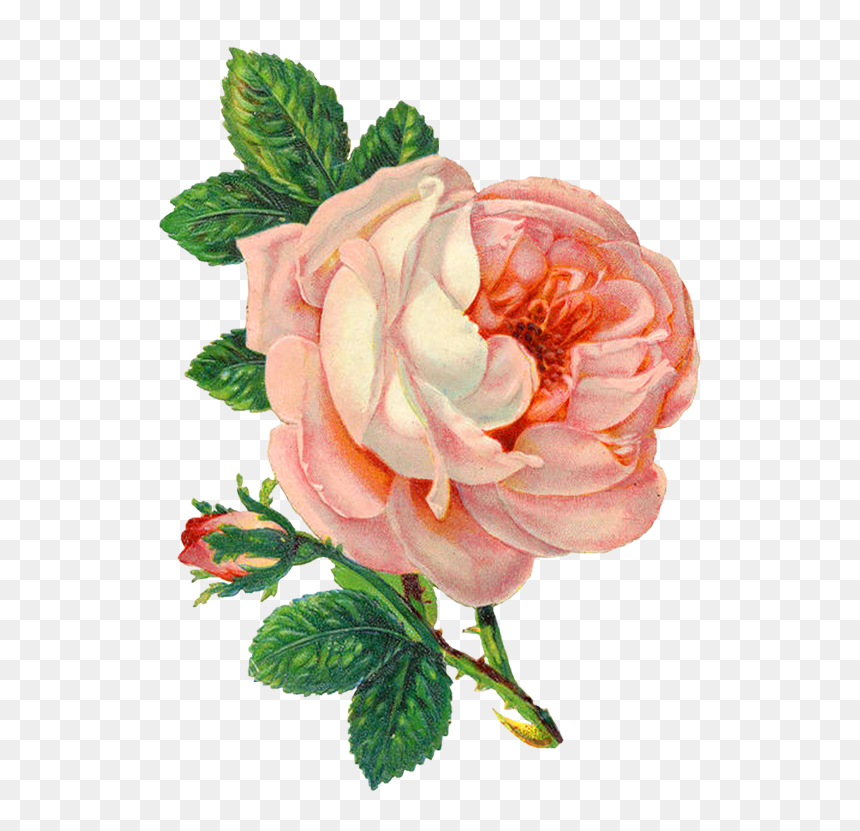 Transparent Background Flowers Png, Png Download - vintage rose png