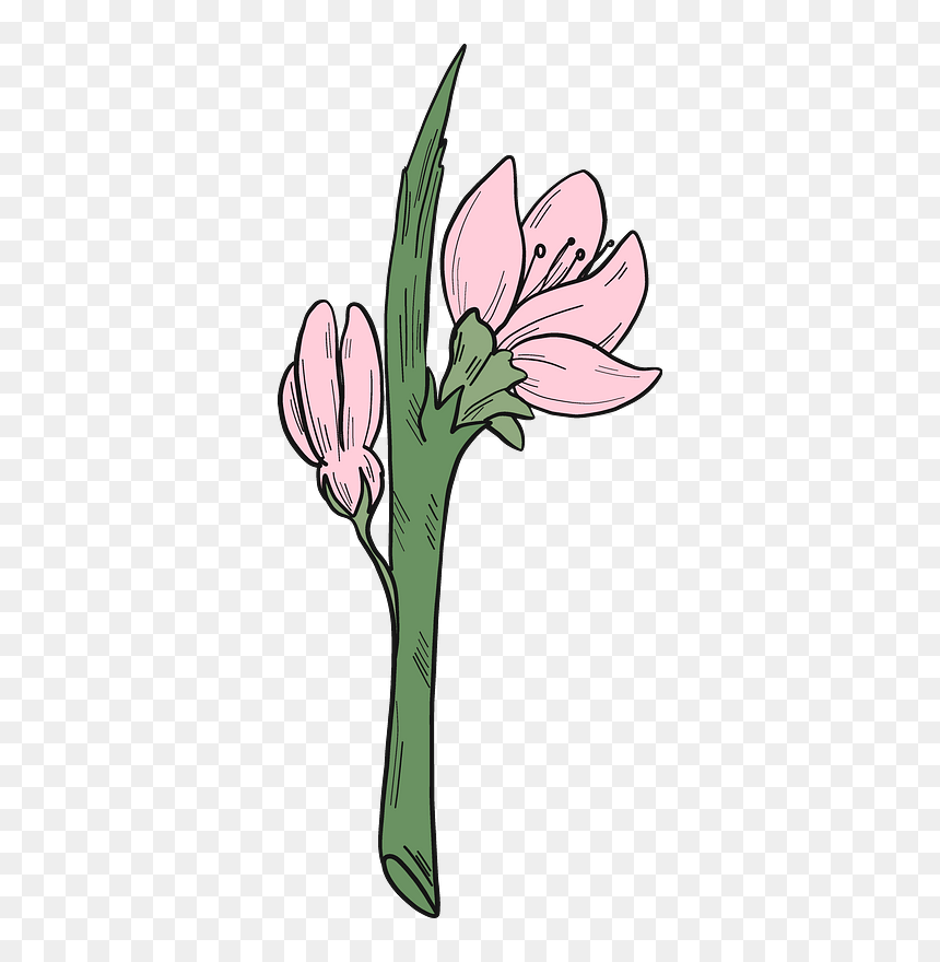 Peach Flowers Clipart - Lily, HD Png Download - flowers .png