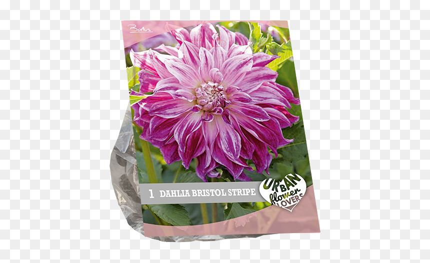 Chrysanths, HD Png Download - flowers .png