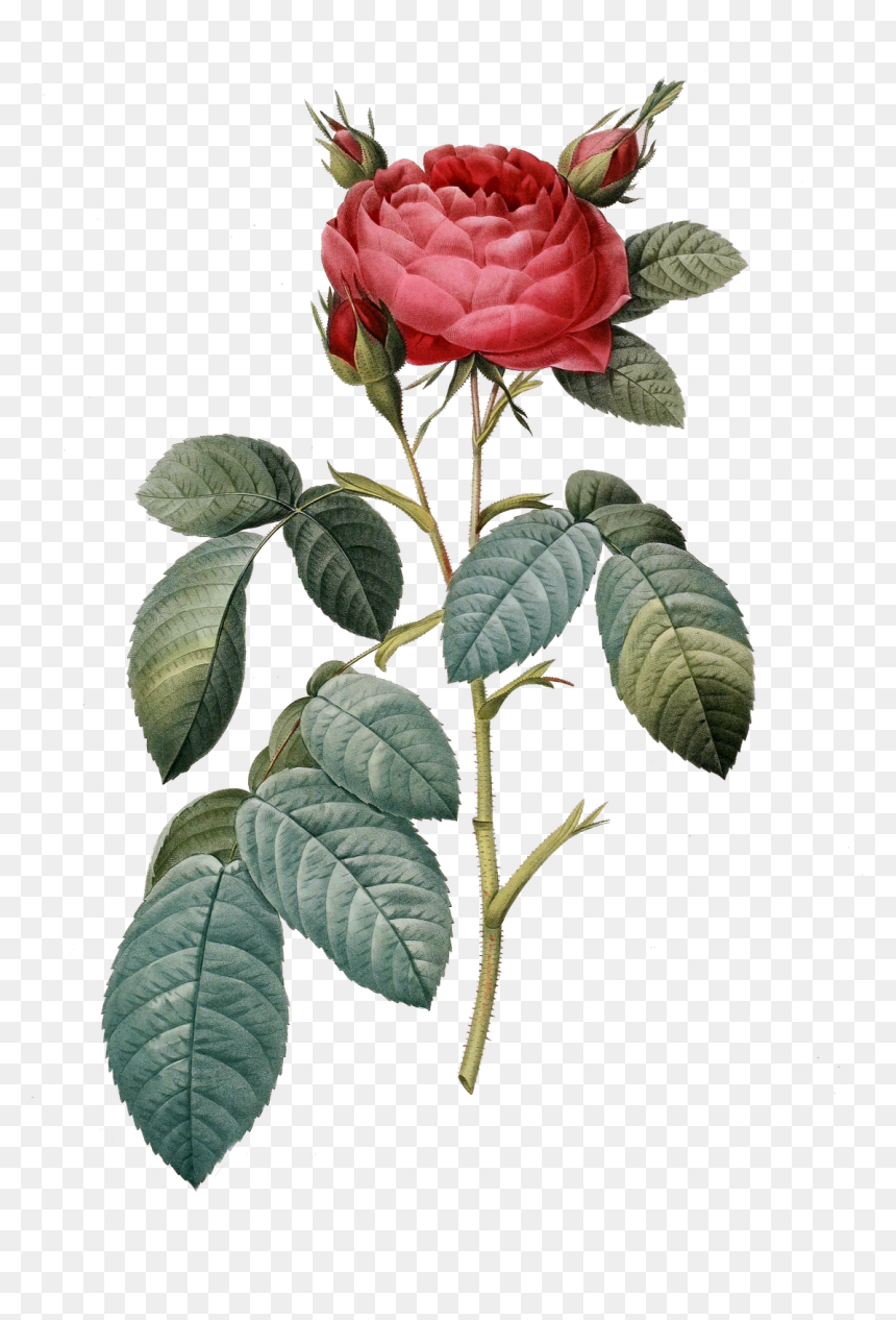 Vintage Flower Art Png, Transparent Png - vintage rose png