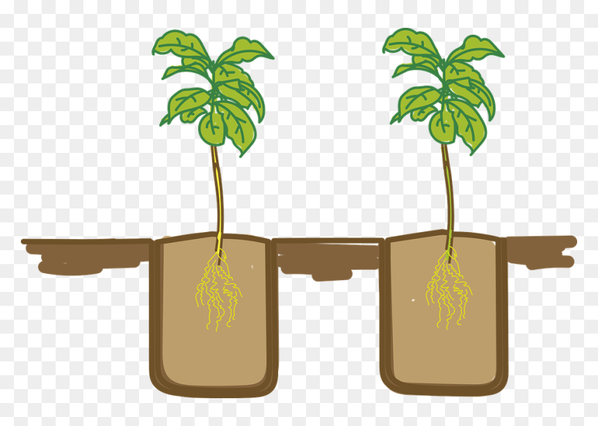Clip Art, HD Png Download - seedling png