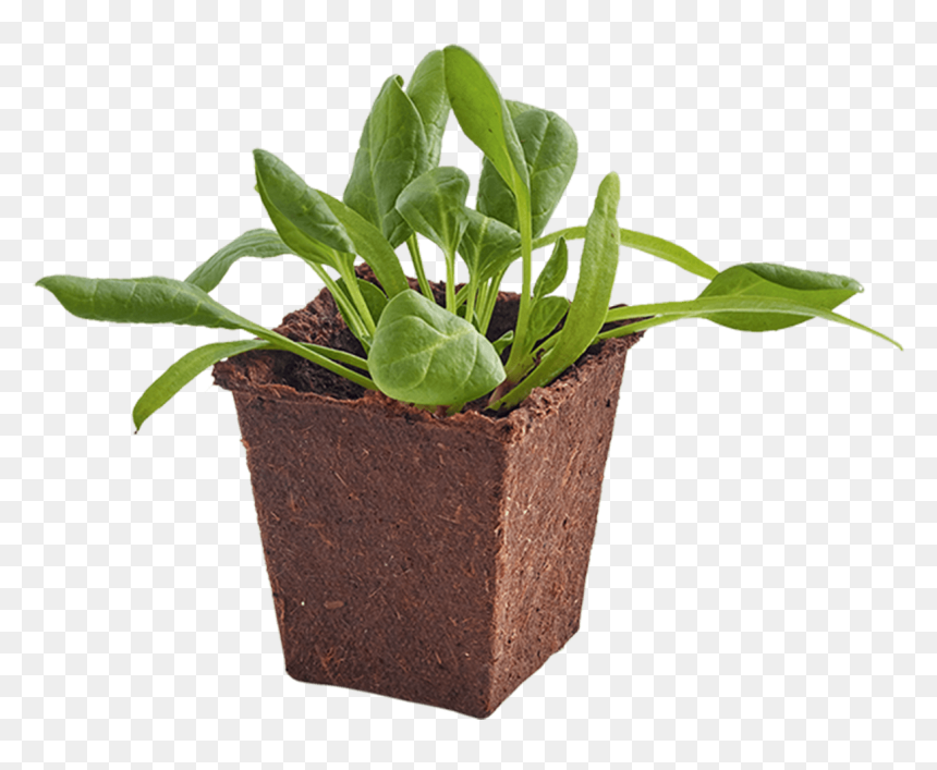 Flowerpot, HD Png Download - seedling png