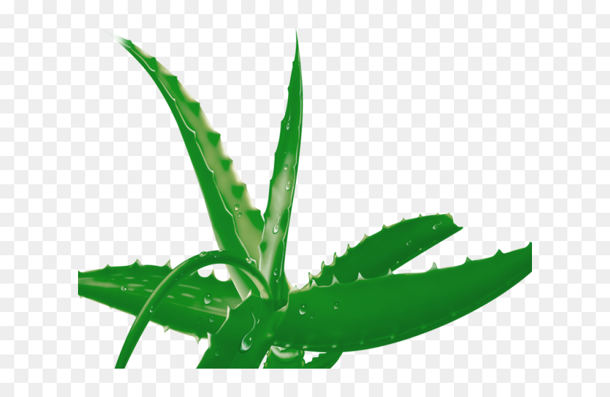 Aloe Clipart Terrestrial Plant - خلاصة الصبار, HD Png Download - seedling png
