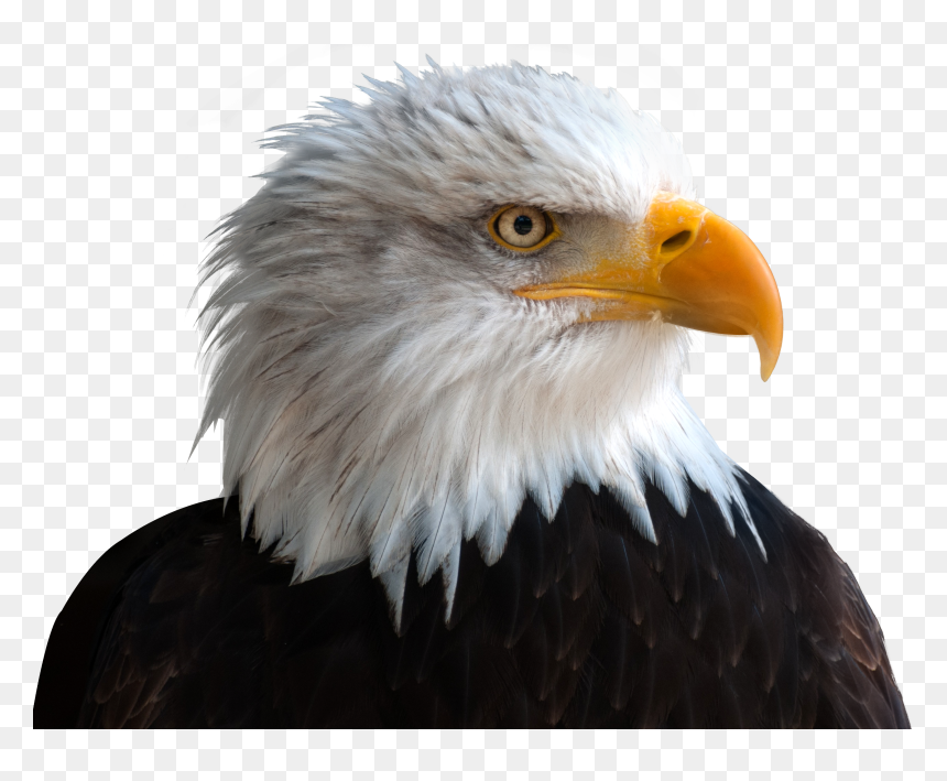 Png Transparent Eagle Png, Png Download - desert eagle png