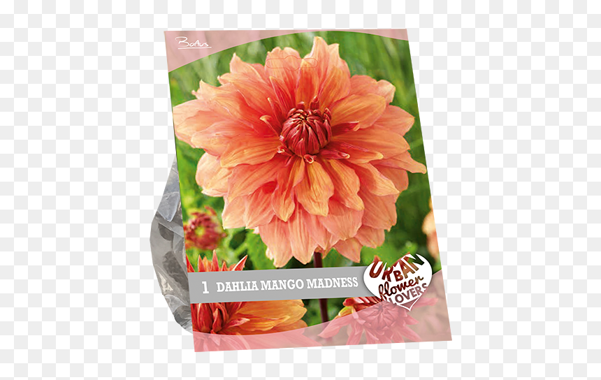 Dahlia, HD Png Download - flowers .png