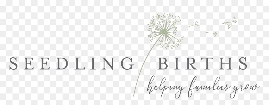 Seedling Births Midwifery Services - Eataly, HD Png Download - seedling png