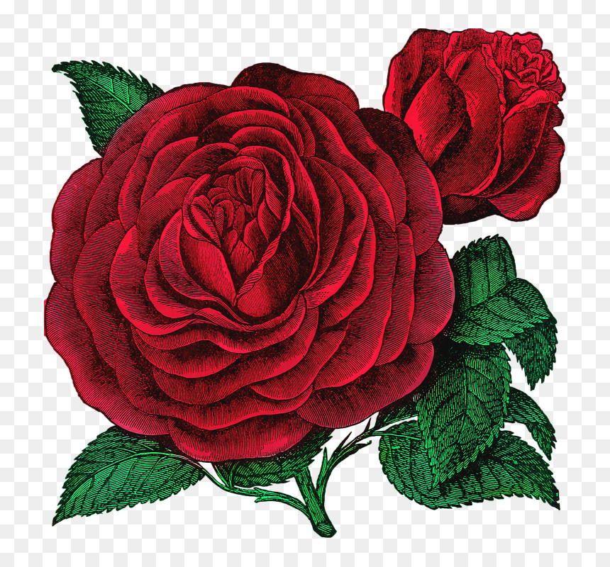 Garden, HD Png Download - vintage rose png