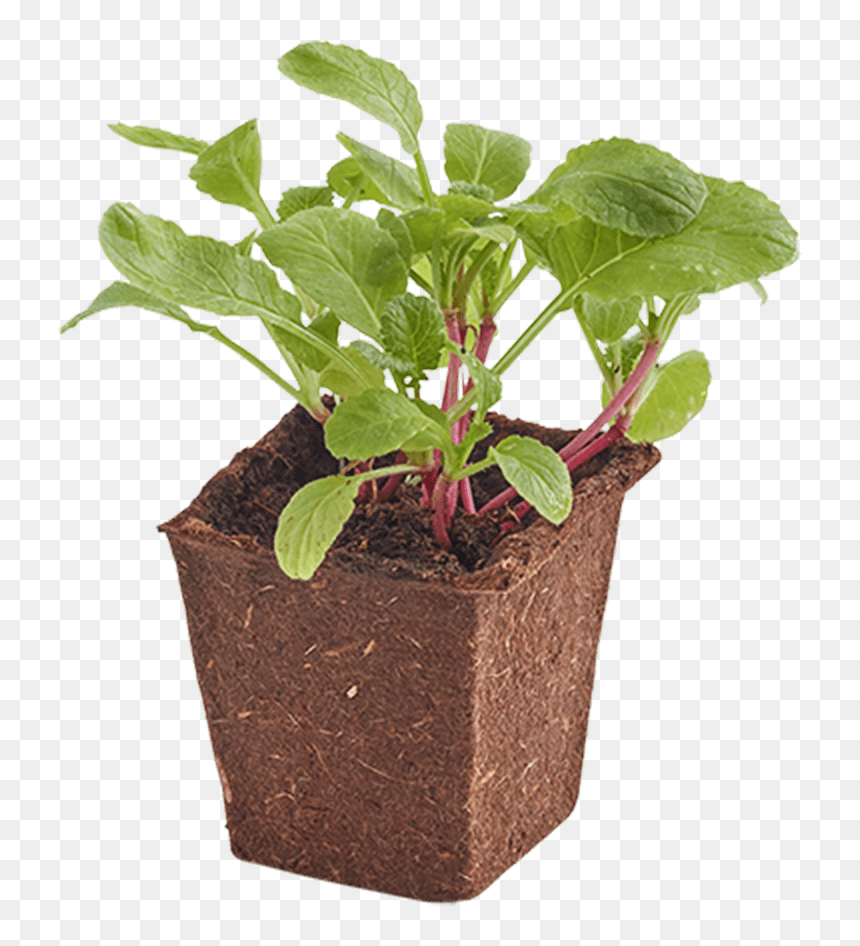 Woolworths Seedlings, HD Png Download - seedling png