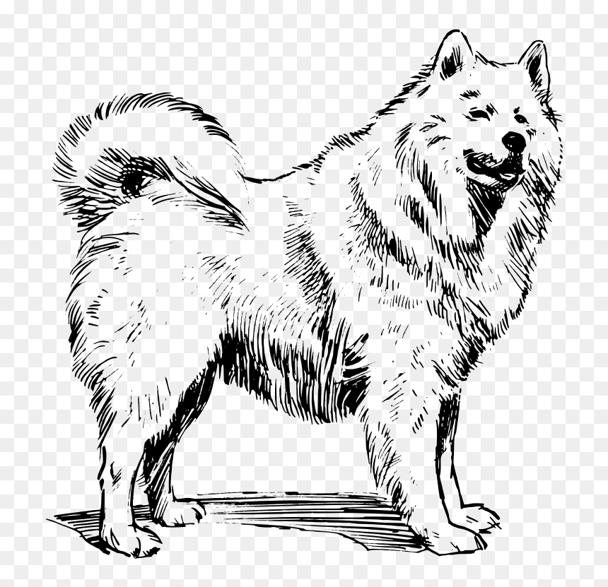 Free Vector Samoyed - American Eskimo Dog Coloring, HD Png Download - dog outline png