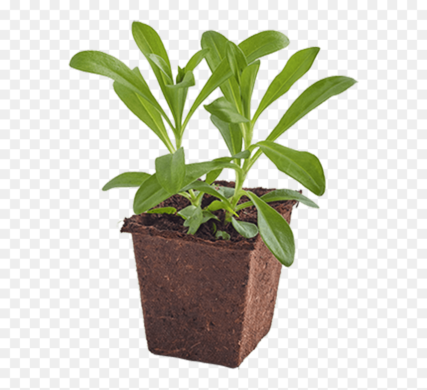 Flowerpot, HD Png Download - seedling png