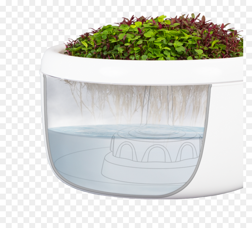 Hh Basin - Grass, HD Png Download - seedling png