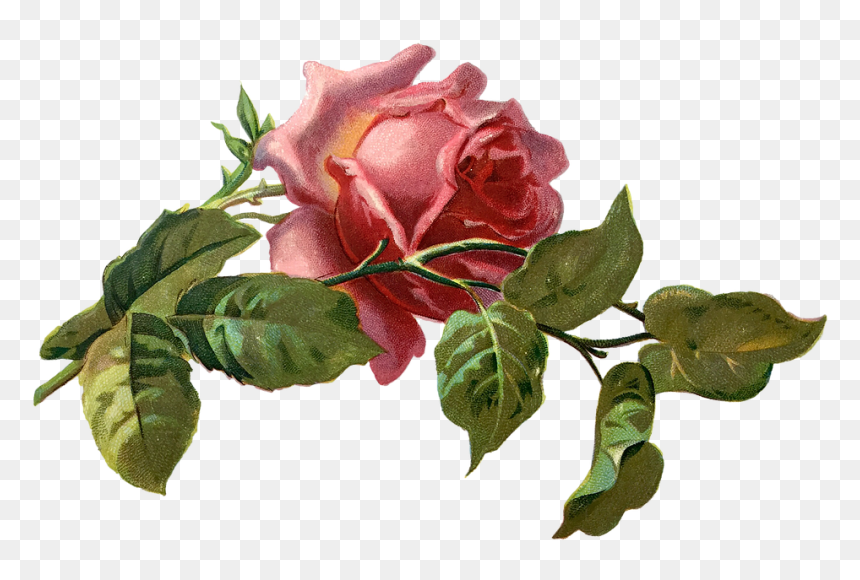 Flower Leaf Vintage Png, Transparent Png - vintage rose png