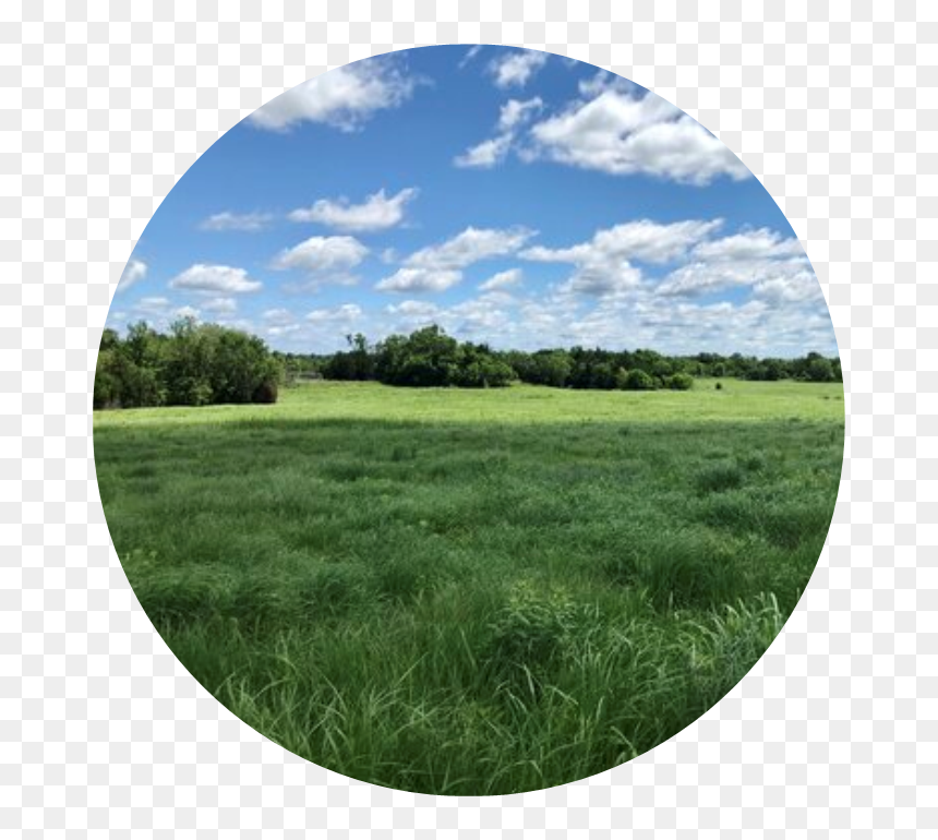 A Unique Story - Grass, HD Png Download - land png