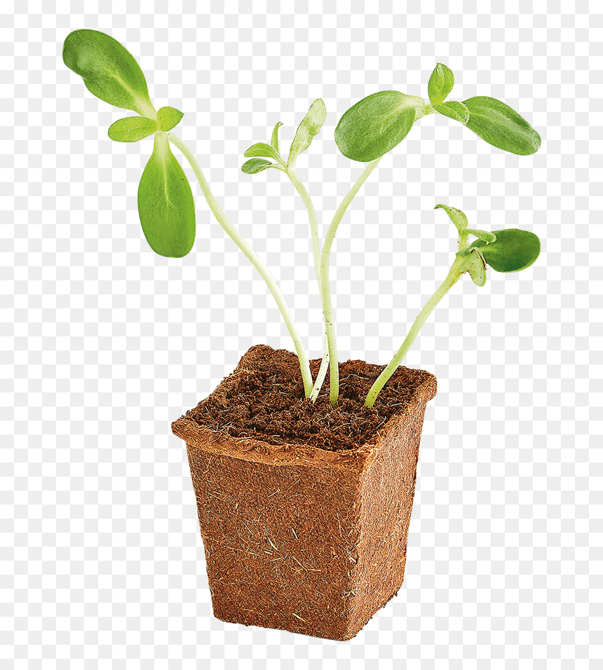 Flowerpot, HD Png Download - seedling png
