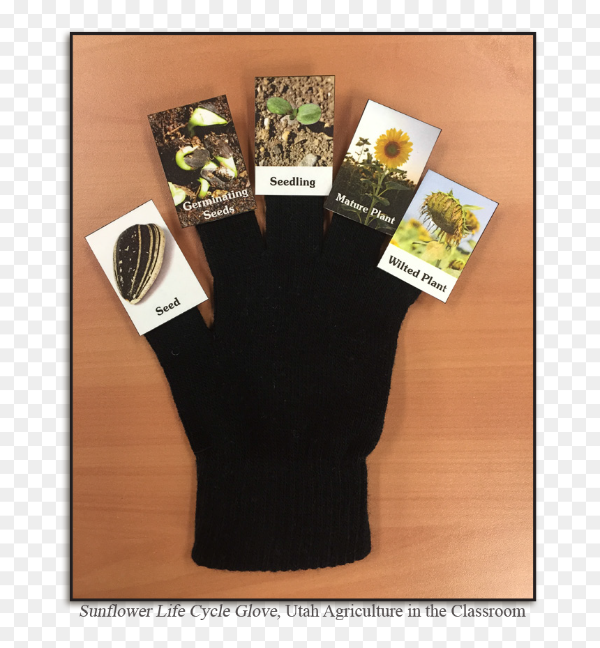 Sunflower Lifecycle - Life Cycle Glove, HD Png Download - seedling png