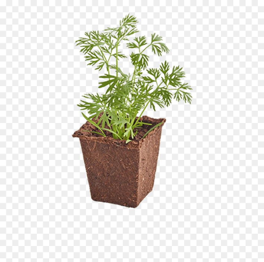 Flowerpot, HD Png Download - seedling png
