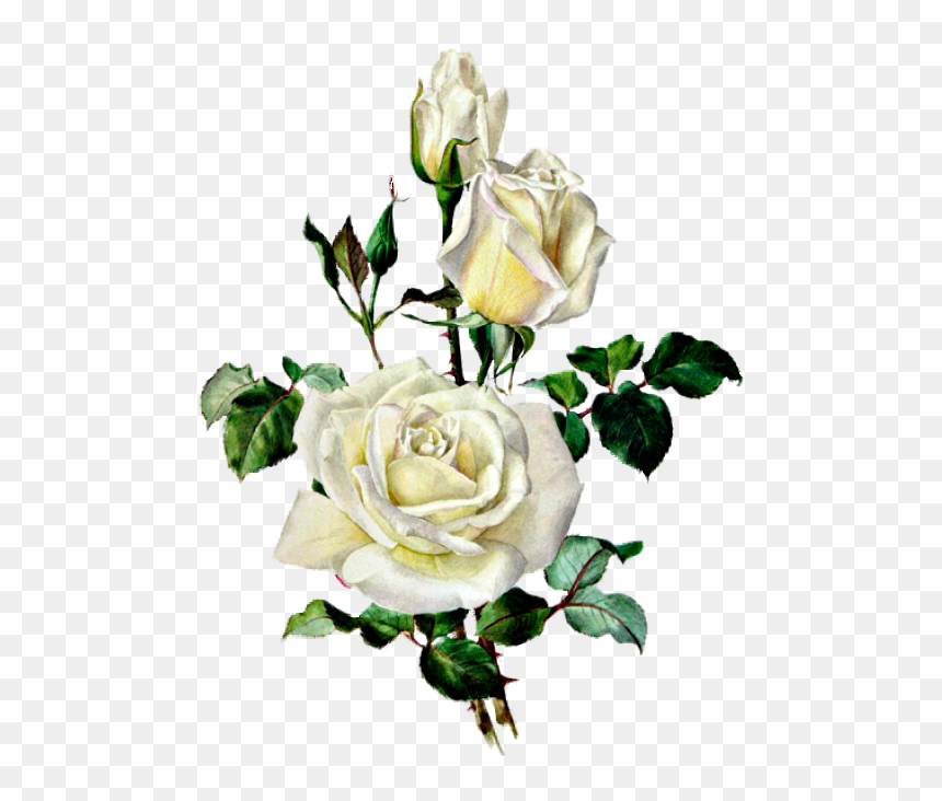 Розы Botanical Illustration, Botanical Drawings, Rose - Vintage Rose Print, HD Png Download - vintage rose png