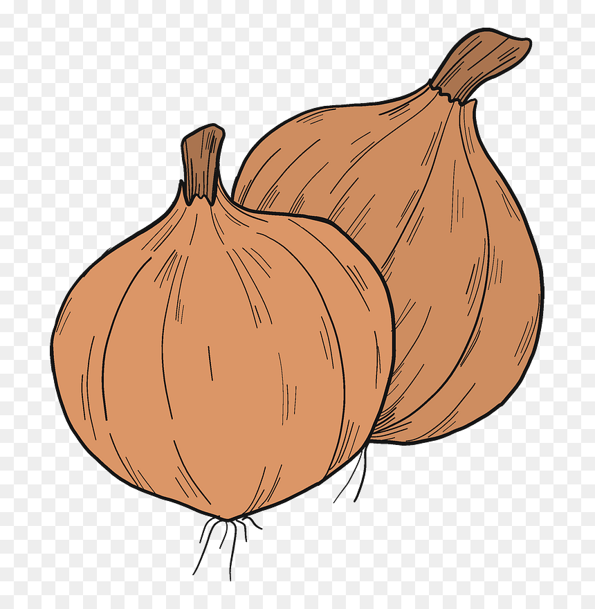 Onions Clipart - Shallot, HD Png Download - onions png