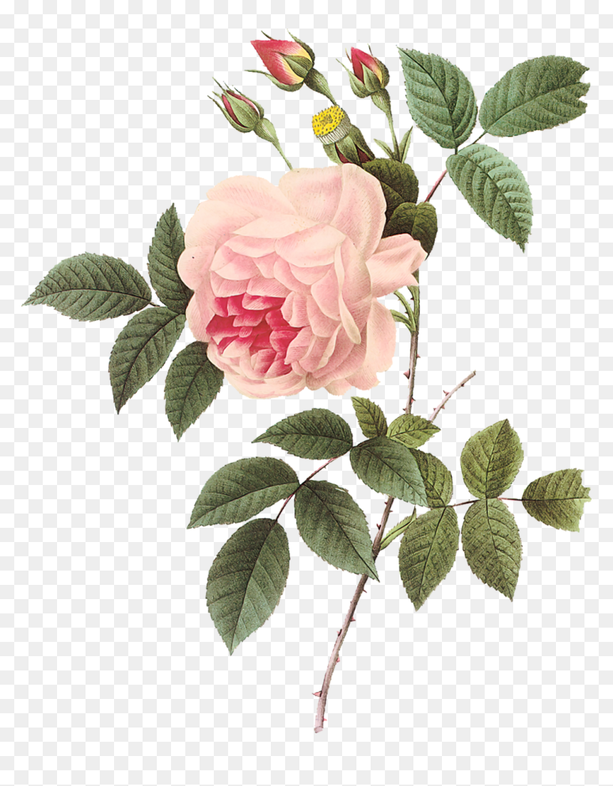 Vintage Rose Botanical Illustration - Pierre Joseph Redoute Png, Transparent Png - vintage rose png