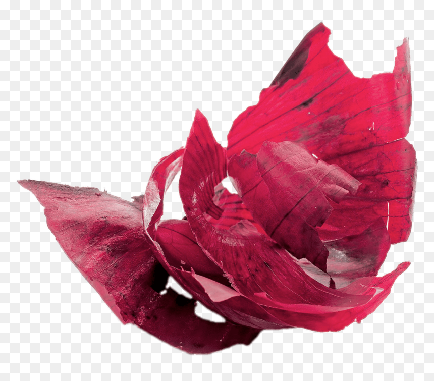 Red Peels Transparent Png - Onion Peel Png, Png Download - onions png
