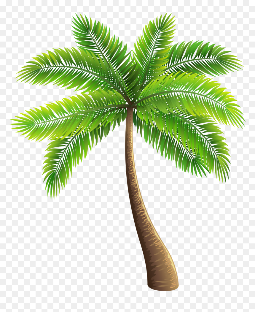 Palm Tree Png Photo - Palm Trees, Transparent Png - treepng