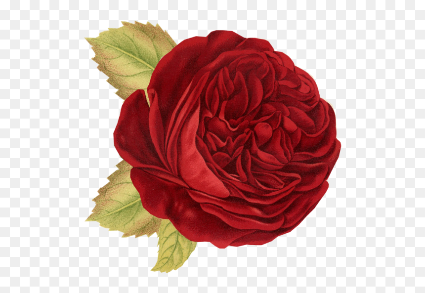 Red Rose - Portable Network Graphics, HD Png Download - vintage rose png