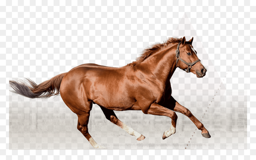 Silver Banner Irish Stallion Best Design - Sorrel, HD Png Download - silver banner png