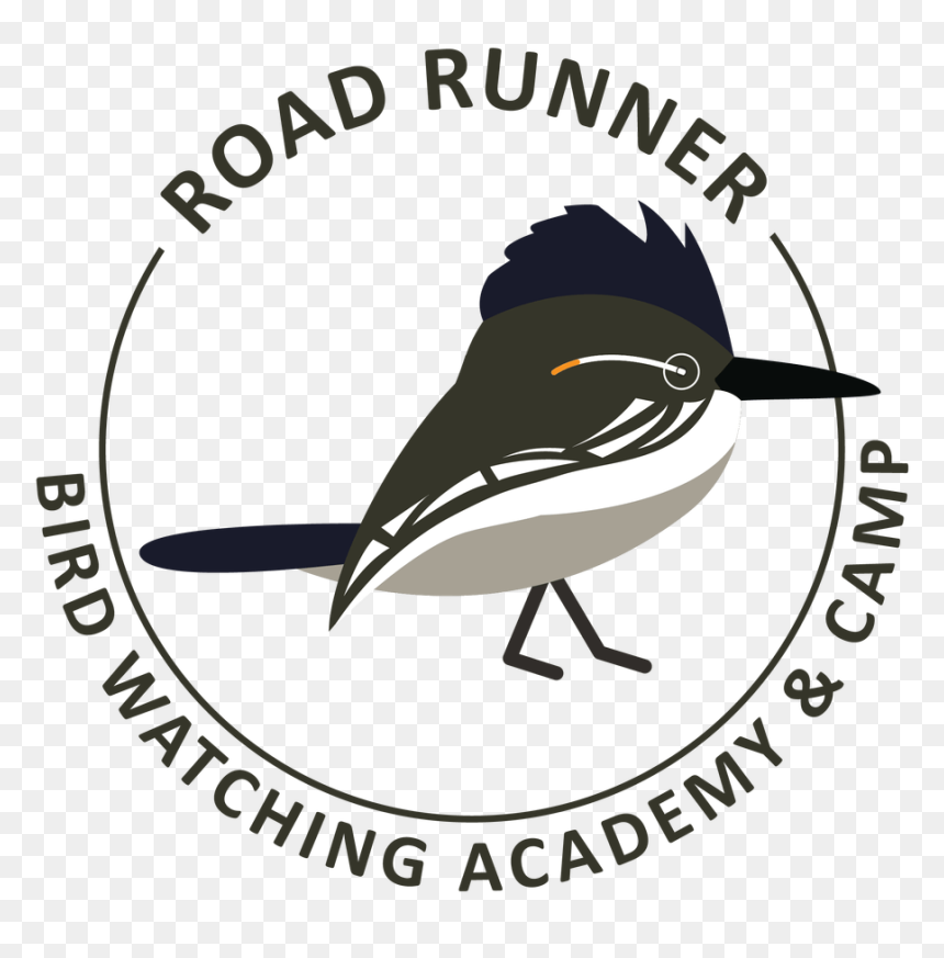 Old World Flycatcher, HD Png Download - roadrunner png