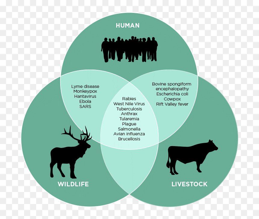 Human Wildelife - Zoonosis, HD Png Download - moose silhouette png