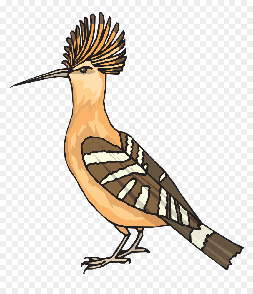 Roadrunner Clipart Angry - نقاشی هد هد, HD Png Download - roadrunner png