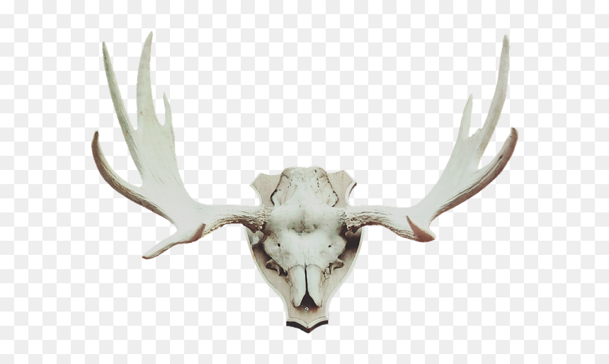 Antler Moose Antler Deer Antler - Antler, HD Png Download - moose silhouette png