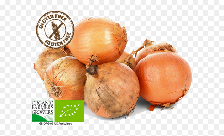 荷兰 大葱, HD Png Download - onions png