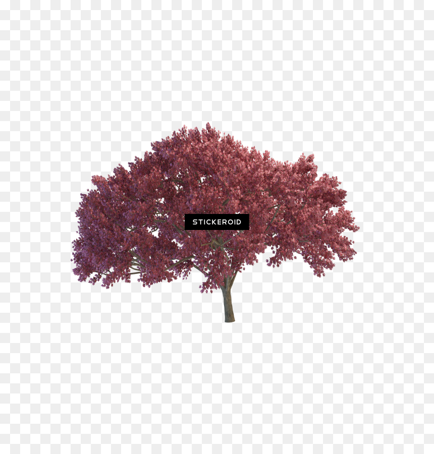 Weeping Cherry Tree , Png Download - Portable Network Graphics, Transparent Png - cherry tree png