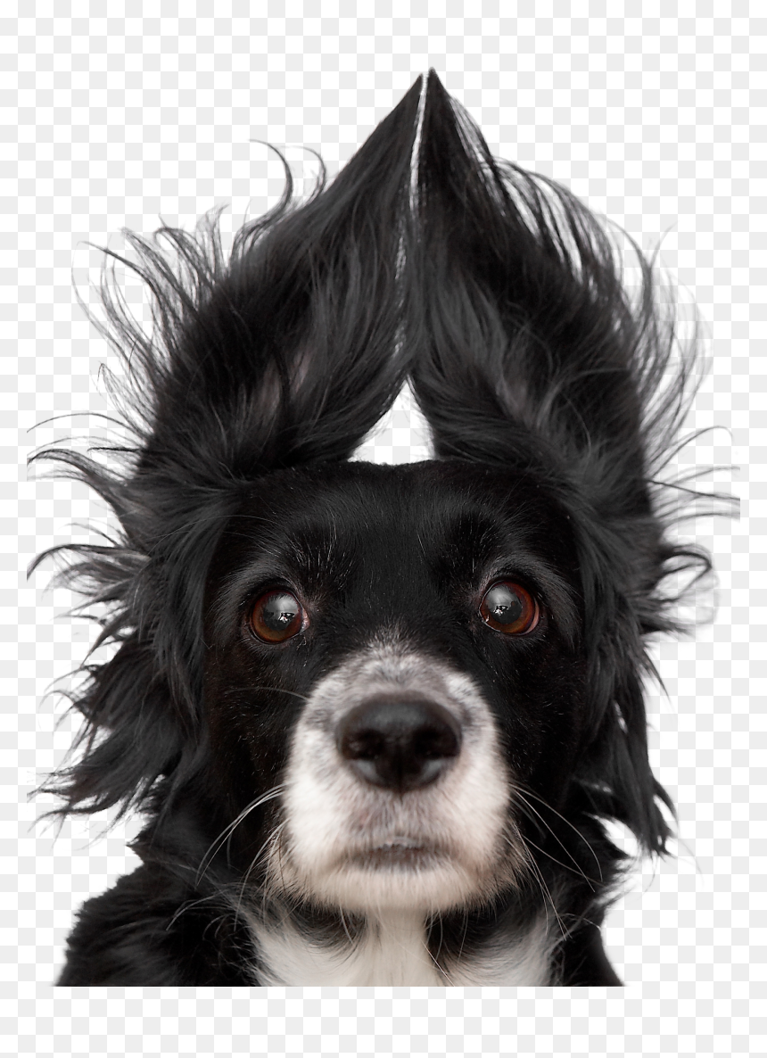 Funny Dog Faces, HD Png Download - dog ears png