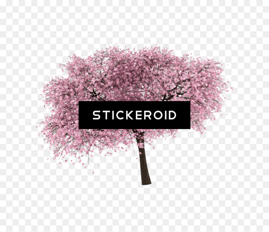 Cherry Blossom , Png Download - Cherry Blossom, Transparent Png - cherry tree png