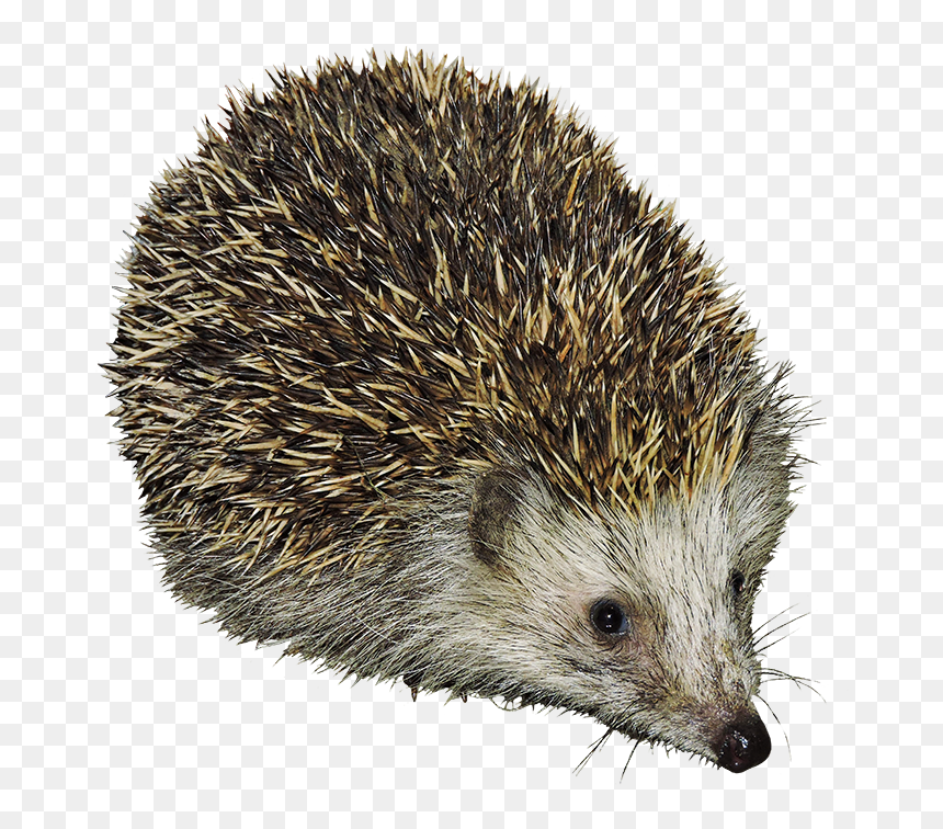 ­cut-out Hedgehog Transparent Background - Hedhehog Clipart, HD Png Download - porcupine png