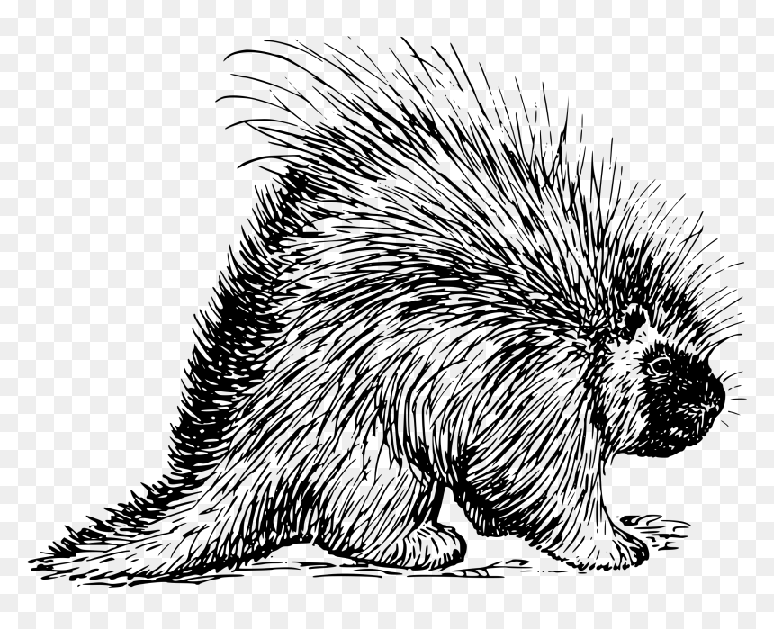 Porcupine Png , Png Download - Porcupine Black And White Clipart, Transparent Png - porcupine png