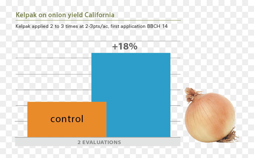Onions - Onion, HD Png Download - onions png