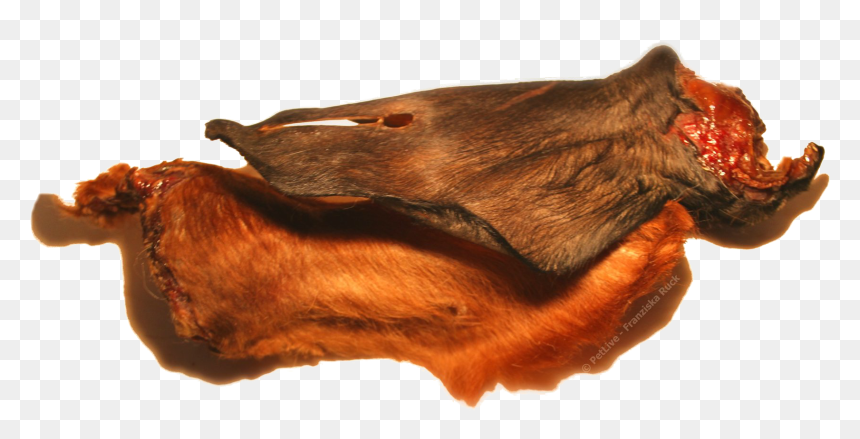 Butterfly, HD Png Download - dog ears png