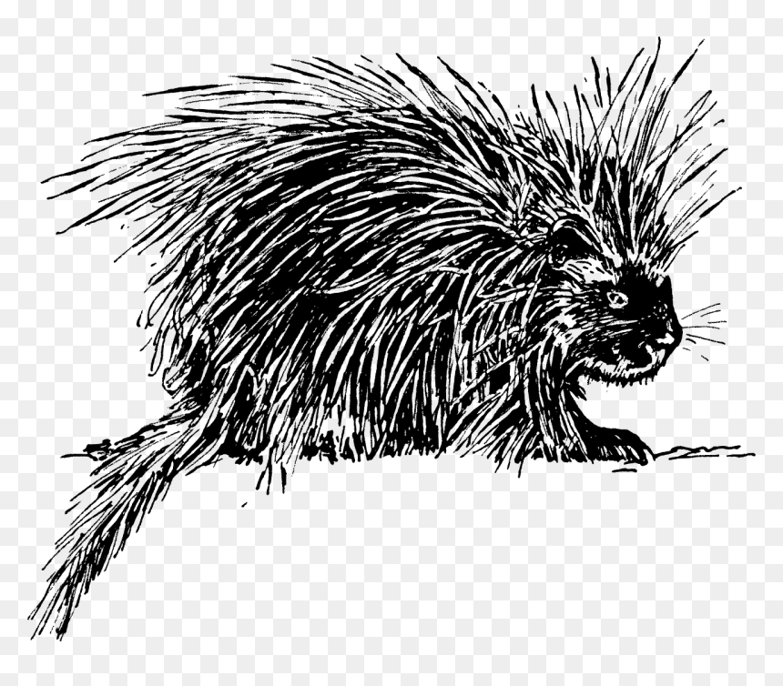 Porcupine Images Png, Transparent Png - porcupine png