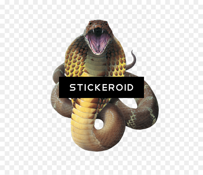 Wamex Wallmonkeys King Cobra Snake Ophiophagus Hannah - King Cobra Hd Photo Black And White, HD Png Download - king cobra png
