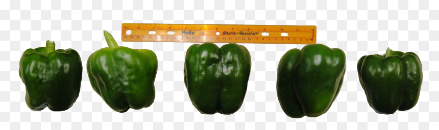 Transparent Green Pepper Png - Bell Pepper Grading, Png Download - bell pepper png
