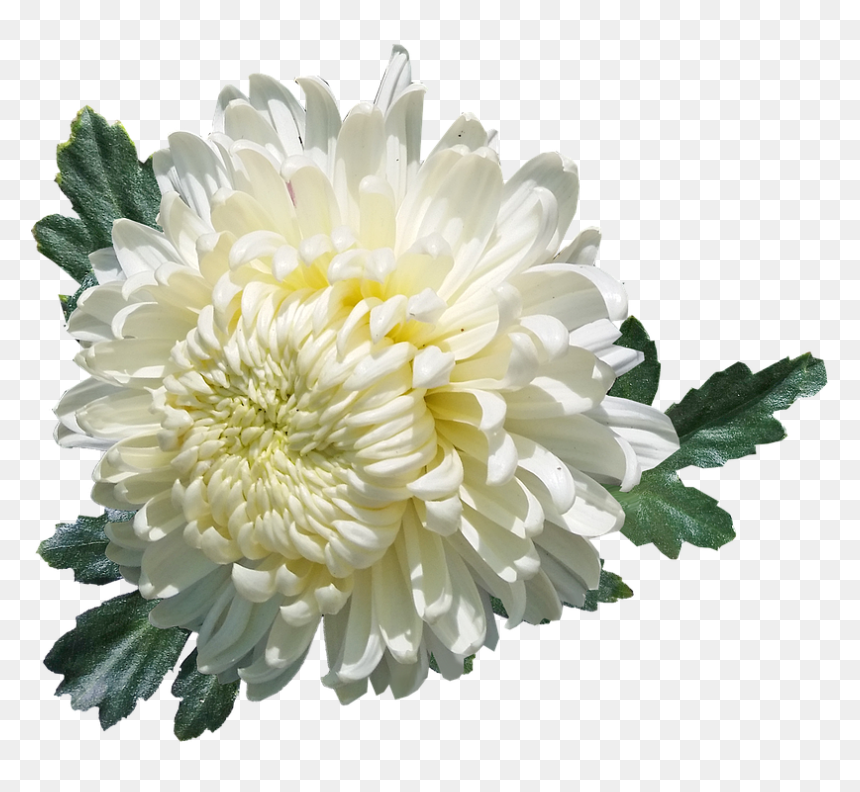 Chrysanthemum, White, Flower, Plant, Garden, Summer - White Chrysanthemum Png, Transparent Png - chrysanthemum png