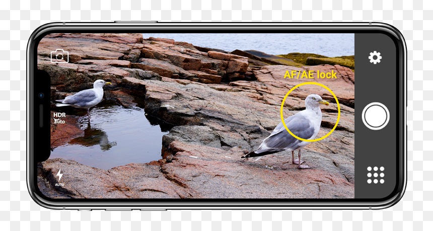 How To Use Af/ae Lock On Your Phone - Great Black-backed Gull, HD Png Download - rule of thirds grid png