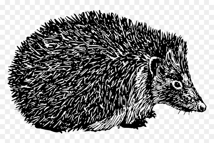 Porcupine Clipart Black And White - Hedgehog Black And Clipart, HD Png Download - porcupine png
