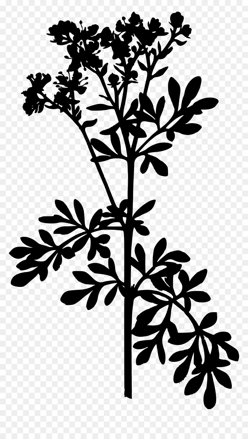 Common Rue Big Image - Ruta Graveolens, HD Png Download - plant silhouette png